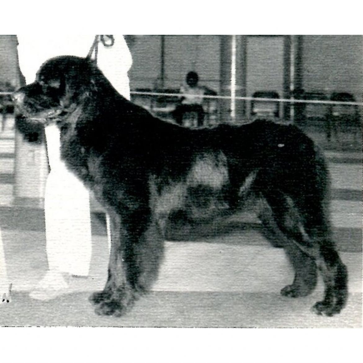 R Alii Shores Ursa Major O´Aukai (25-10-1975)